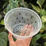 transparentna niska doniczka z perforacją (truskawka) 12,5cm