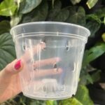 transparentna niska doniczka z perforacją (truskawka) 15cm