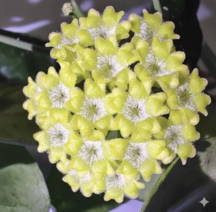 Hoya Amicabilis #4 - obrazek 2