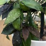 Hoya lacunosa 'Royal Flush', rzadka roślina kolekcjonerska o ciemnych, purpurowych liściach ze srebrnym splashem, pachnąca hoya o zwisającym pokroju, Variegarden.
