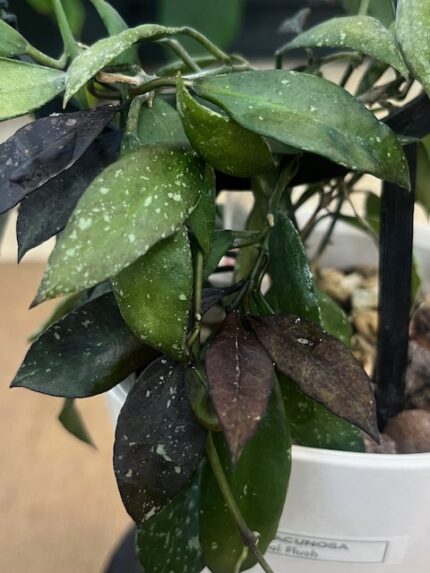 Hoya lacunosa 'Royal Flush', rzadka roślina kolekcjonerska o ciemnych, purpurowych liściach ze srebrnym splashem, pachnąca hoya o zwisającym pokroju, Variegarden.