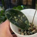 Hoya rintzii from Borneo, rzadka roślina kolekcjonerska o wydłużonych liściach z gęstym srebrnym splashem, egzotyczne pnącze tropikalne, Variegarden.