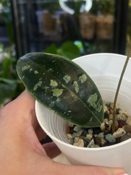 Hoya rintzii from Borneo, rzadka roślina kolekcjonerska o wydłużonych liściach z gęstym srebrnym splashem, egzotyczne pnącze tropikalne, Variegarden.