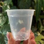 Plastikowa transparentna gruba doniczka 6 cm