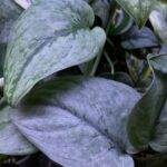 Scindapsus Silver Hero/ sadzonka cięta