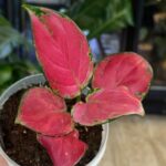 Aglaonema Red Beauty ciemnozielone liście z intensywnym różowym i czerwonym unerwieniem gęsta kępa roślina domowa sklep Variegarden alt tag