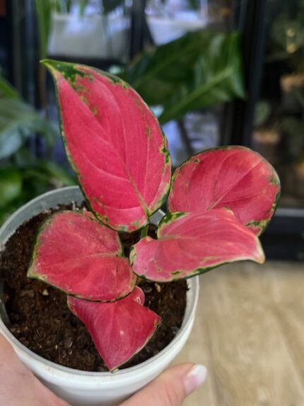 Aglaonema Red Beauty ciemnozielone liście z intensywnym różowym i czerwonym unerwieniem gęsta kępa roślina domowa sklep Variegarden alt tag