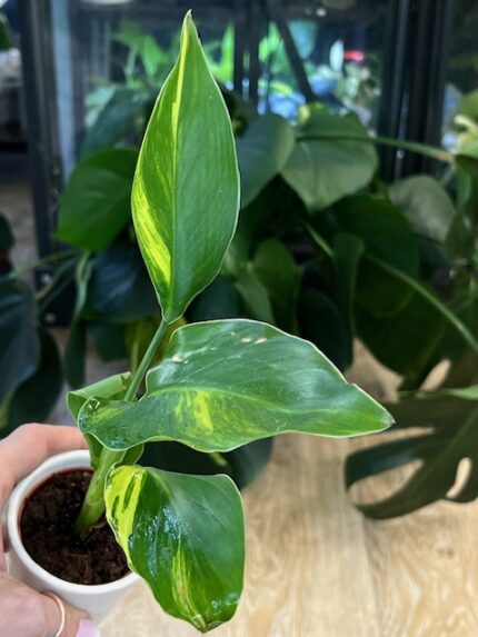 Strelicja nicolai variegata (nr 1)