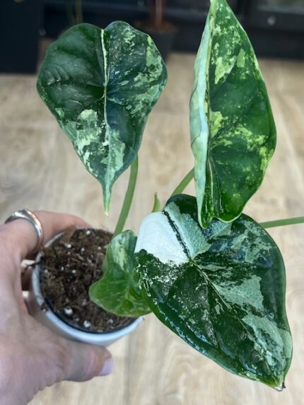 Alocasia dragon scale albo variegata (nr 2)