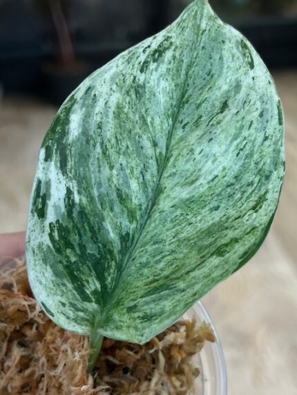 Scindapsus Moonlight Marble variegata (nr 2) cięta sadzonka pędowa