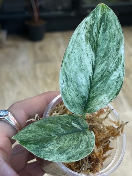 Scindapsus Moonlight Marble variegata (nr 3) cięta sadzonka pędowa