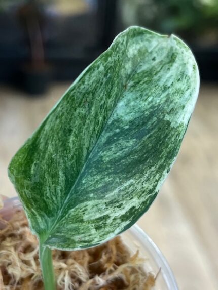Scindapsus Moonlight Marble variegata (nr 4) cięta sadzonka pędowa