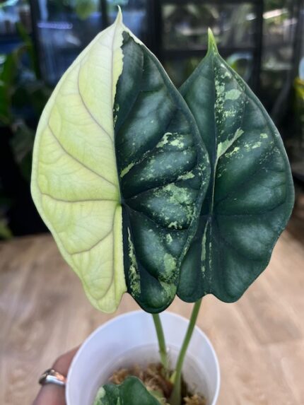 Alocasia dragon scale albo variegata (nr 3)