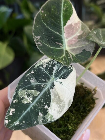 Alocasia Black Velvet Albo Pink variegata ( nr 1)