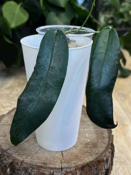 Hoya aff Stenakei ( nr 1)