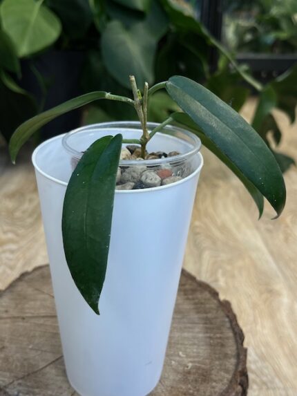 Hoya aff Stenakei ( nr 2)