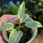 Philodendron Atabapoense Variegata #1
