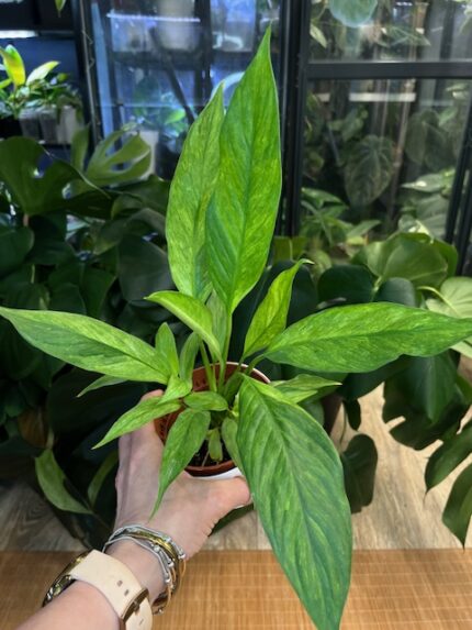 Spathiphyllum aurea variegata #1