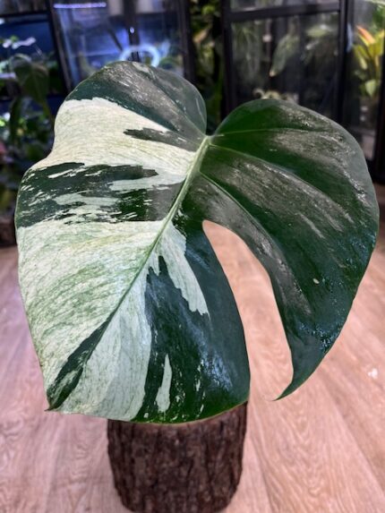 Monstera deliciosa „Jungle Mint”/ ukorzeniona sadzonka pędowa