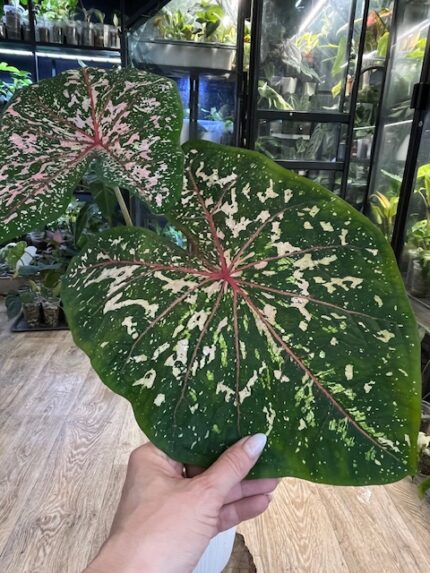 Caladium Pink Beauty