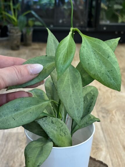 Hoya Nicholsoniae 'NEW GUINEA GHOST' (NS16-006) ( nr 1)