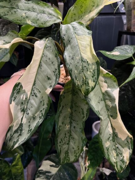 Aglaonema commutatum variegata