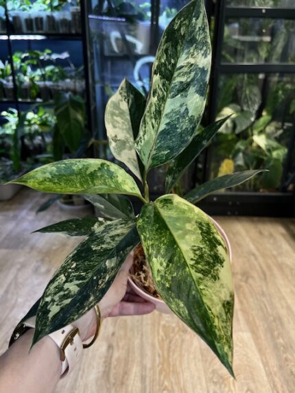 Aglaonema Siam Jade variegata (nr 1)
