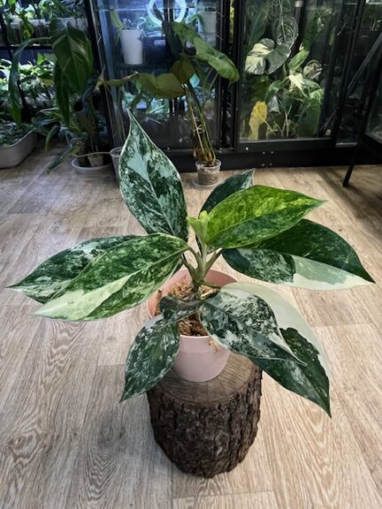 Aglaonema Siam Jade variegata (nr 2)