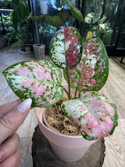 Aglaonema DuD Tricolor (nr 2)