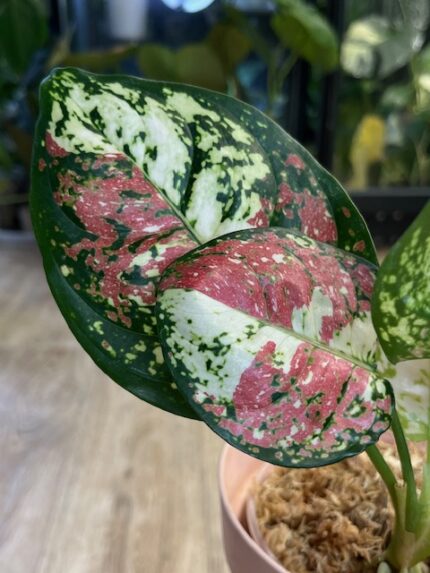 Aglaonema DuD Tricolor (nr 1)