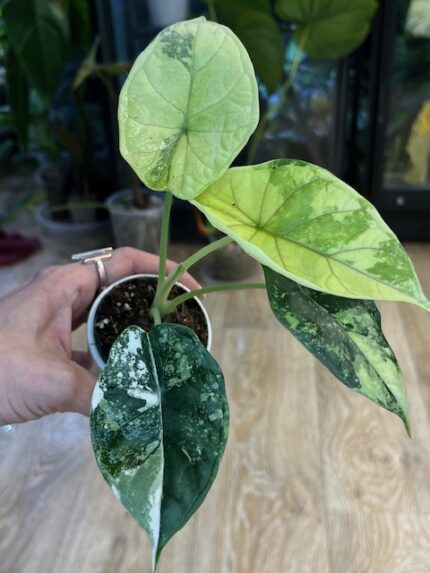 Alocasia dragon scale albo variegata (nr 1)