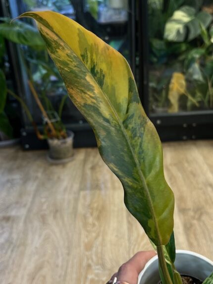 Philodendron Caramel Marble (nr 7)