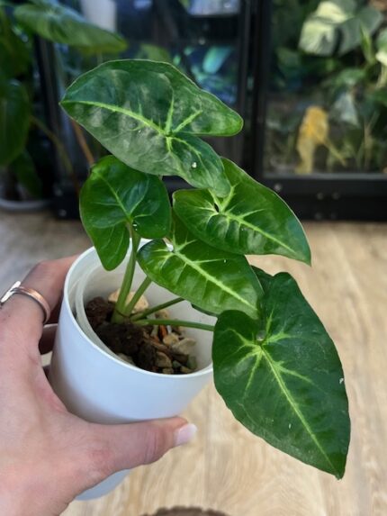 Syngonium Panda / regres (nr 1)