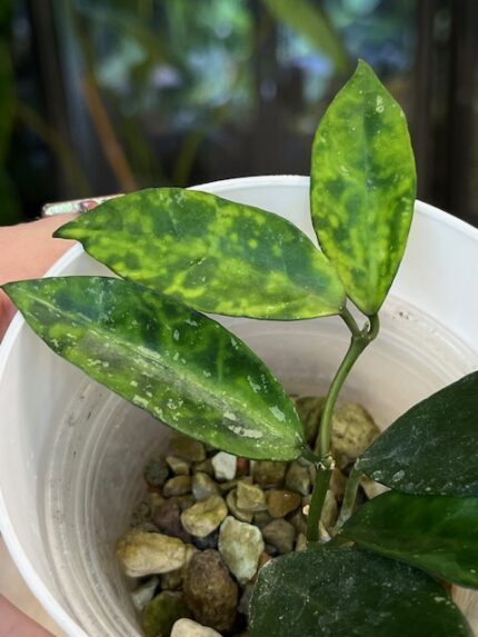 Hoya lacunosa 'Amarillo' (nr1)