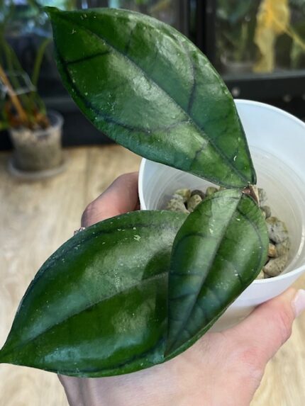 Hoya callistophylla Vena (nr 2)