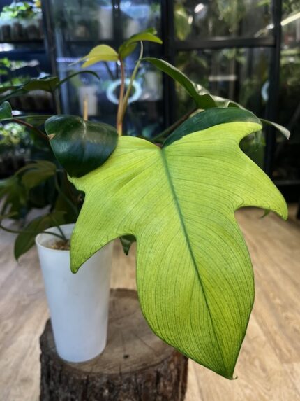 Philodendron Florida Variegata / mutacja (nr 2)