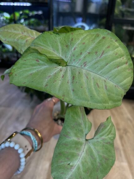 Syngonium Confetti Tricolor (nr 2)