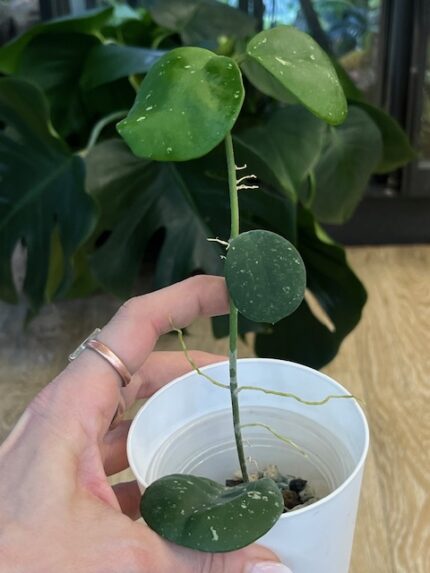 Hoya obovata splash
