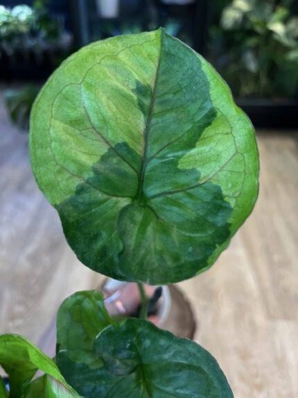 Syngonium T24 (nr 2)