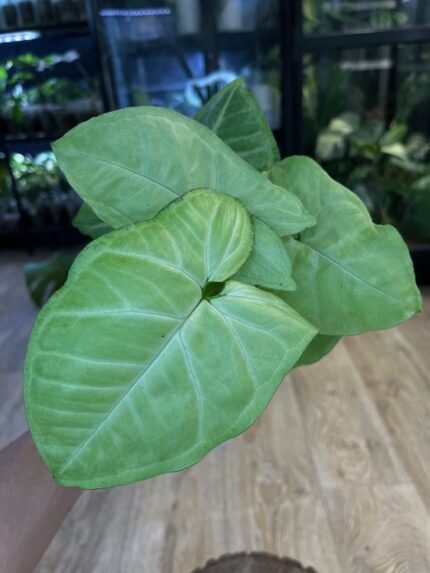 Syngonium white butterfly