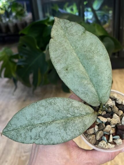 Hoya Mitrata Silver sp Kapuas Hulu