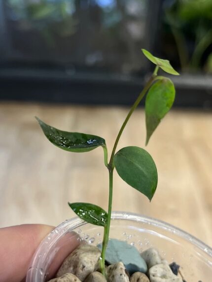 Hoya carrii NS13-064