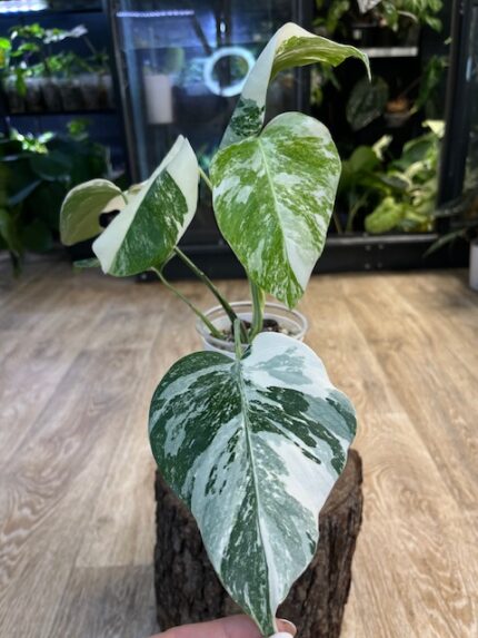 Monstera variegata