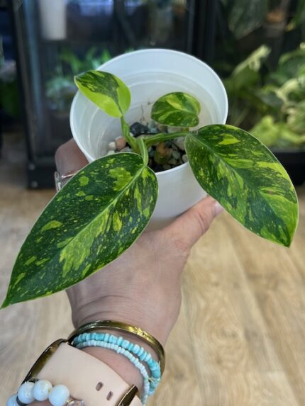 Philodendron green congo marble