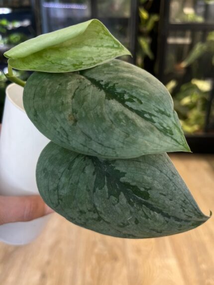 Scindapsus Silver Hero ( nr 3)