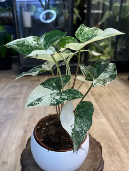 Syngonium Emerald Gem  (nr 1)