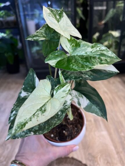 Syngonium Emerald Gem  (nr 2)