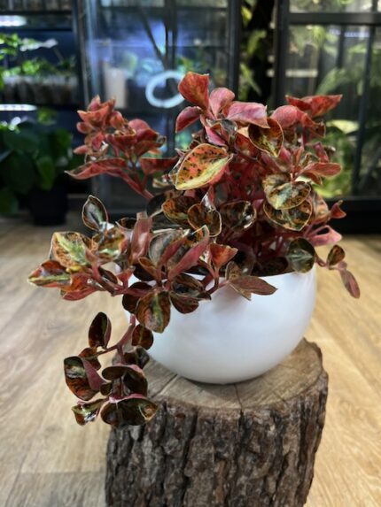 Peperomia ‘Crème Brûlée’ ( nr 1)