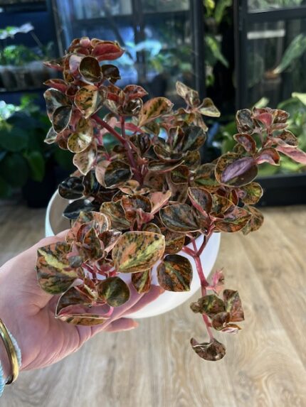 Peperomia ‘Crème Brûlée’ ( nr 2)