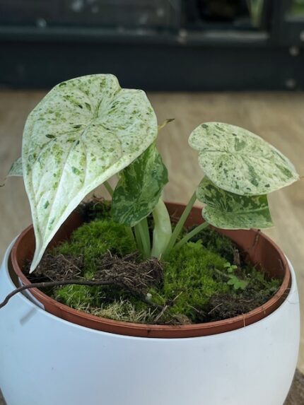Alocasia dragon scale mint ( nr 1)